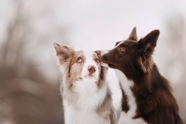 Kış yürüyüşünde kucaklaşan iki sevimli sınır köpeği. 