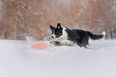 Kızıl Sınır çoban köpeği parkta kış yürüyüşünde atlıyor.