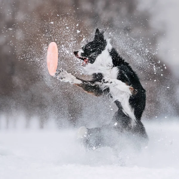 Negro y blanco frontera collie juega disco de frisbee para un paseo —  Fotos de Stock
