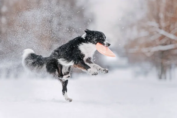 Preto e branco fronteira collie pega um frisbee unidade — Fotografia de Stock