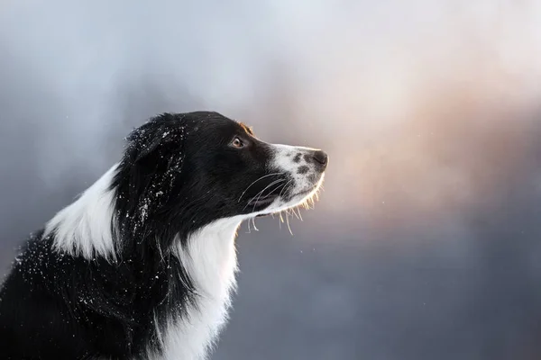 Hermoso retrato de borde collie al atardecer en un parque nevado — Foto de Stock