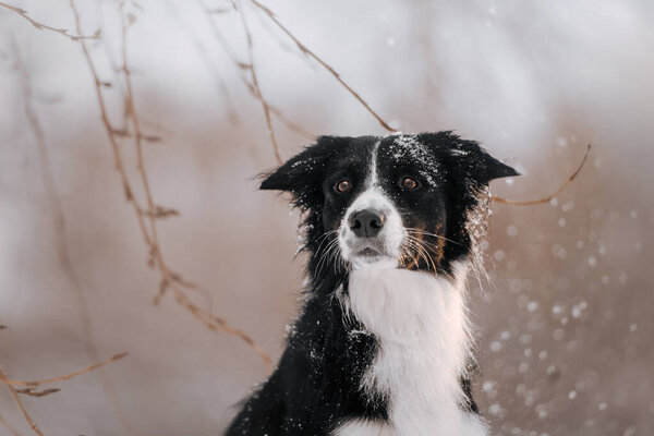 Black and white border collie dog on a winter walk 