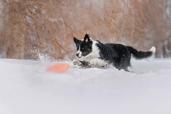 Red border collie dog jumping fun on a winter walk in park — Stock Photo, Image