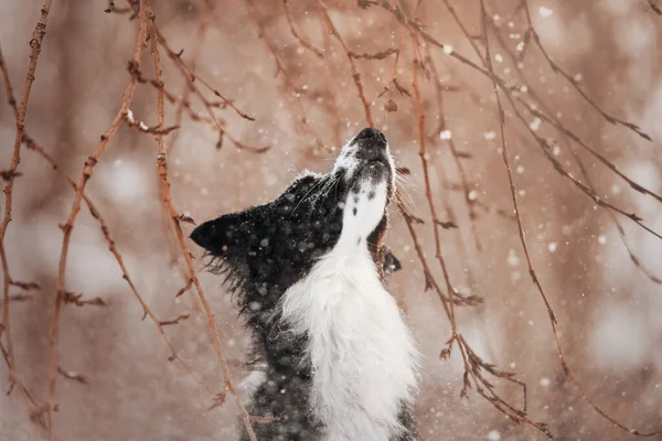 Beautiful border collie walks at sunset in a snowy park — Stock Photo, Image