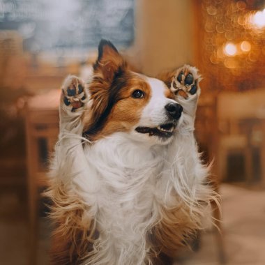 Sınır collie köpek pençeleri ile burun kapsar