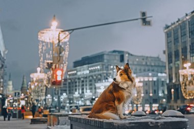 Dışardaki bankta oturan çoban köpeği.