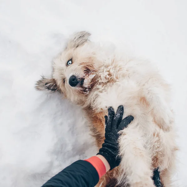 Adorabile cane di razza mista rotolando sulla neve in inverno — Foto Stock