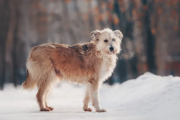 Cão de raça mista andando ao ar livre no inverno — Fotografia de Stock