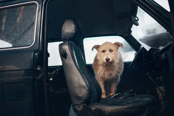 Mixed breed dog posing in the car — Stock Photo, Image