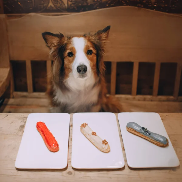 Красная собака колли сидит перед сладостями — стоковое фото