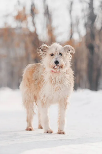 可爱的混种狗在户外摆姿势过冬 — 图库照片