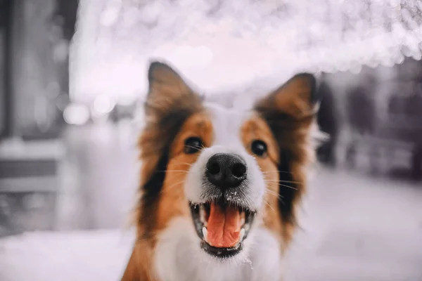 Red Border collie kutya mosolyog a kamerába — Stock Fotó