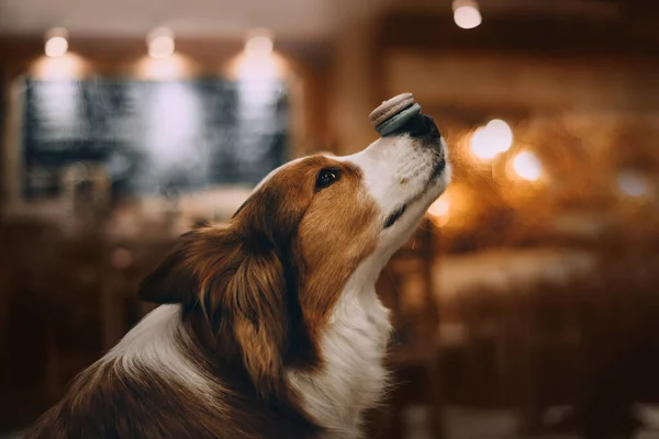 Border collie dog holds on the nose macaron — Stock Photo, Image