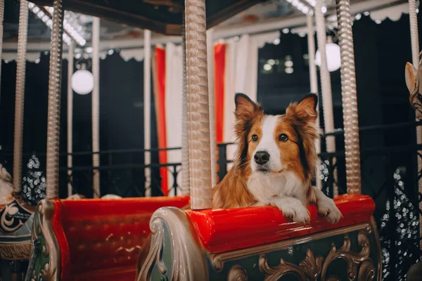 カルーセルに座っているボーダーコリー犬 — ストック写真