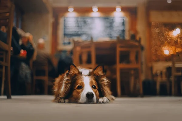 Red border collie dog lying on the floor — Stock Photo, Image