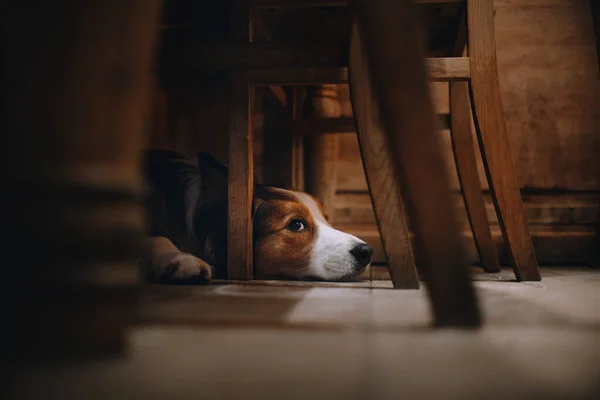 床に寝そべっている赤いボーダーコリーの犬 — ストック写真