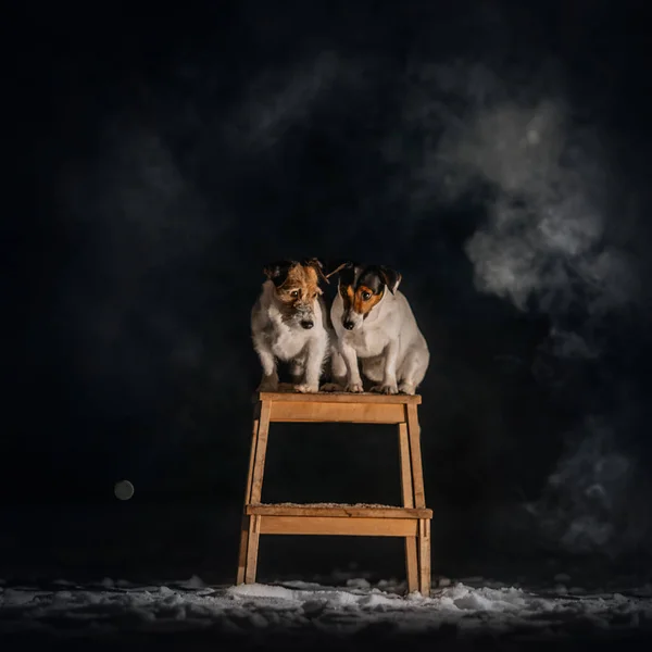 Zwei Jack Russell Terrier sitzen im Rauch — Stockfoto