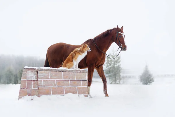 Röd gräns collie hund och häst tillsammans — Stockfoto