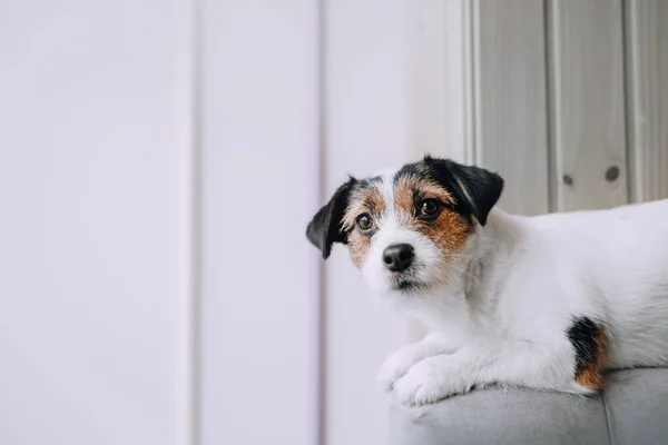 Jack Russell terrier ligger i soffan — Stockfoto