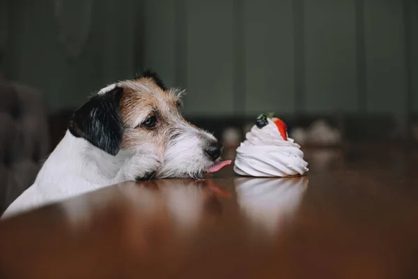 Jack Russell Terrier sentado frente al merengue — Foto de Stock