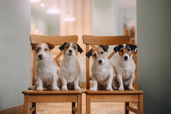 Vier Jack Russell Terrier sitzen auf Stühlen — Stockfoto