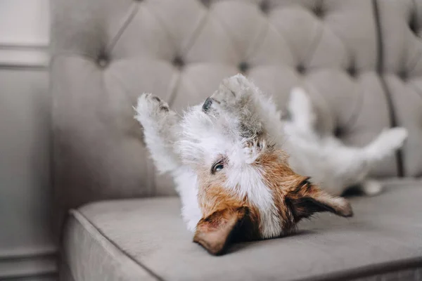 Jack Russell Terrier leżący na kanapie — Zdjęcie stockowe