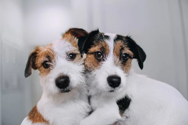 Dos jack russell terriers sentado en un abrazo — Foto de Stock