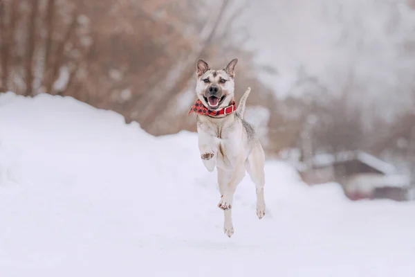 Mutlu melez köpek karda dışarıda koşuyor. — Stok fotoğraf