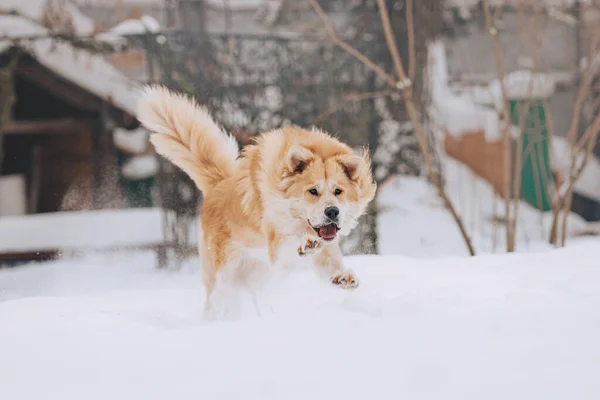 雪の中を走る幸せな混合品種の犬 — ストック写真