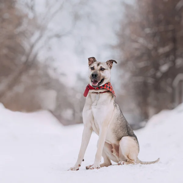Gelukkig gemengd ras hond poseren buiten in de sneeuw — Stockfoto