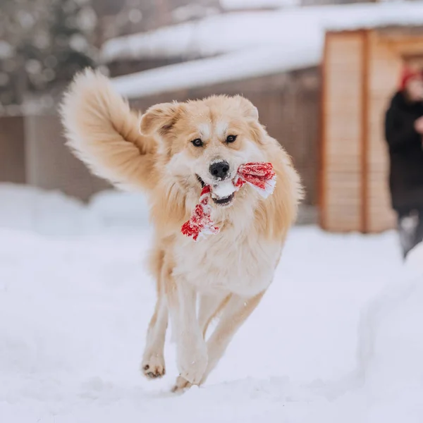 Feliz perro de raza mixta corriendo al aire libre en la nieve —  Fotos de Stock