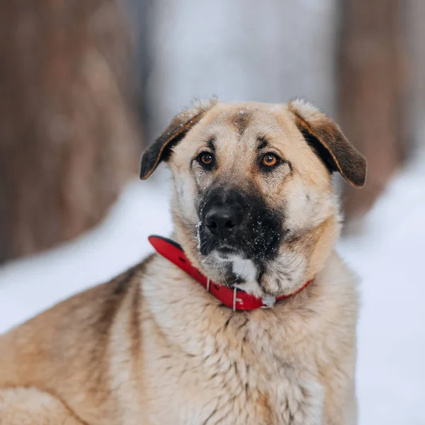 Feliz mestizo perro retrato al aire libre en invierno — Foto de Stock