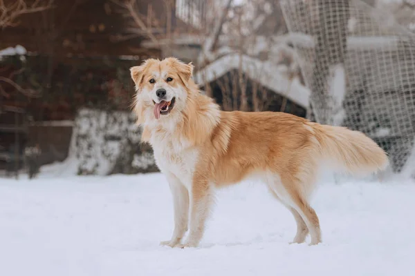Anjing ras campuran bahagia berpose di luar ruangan di salju — Stok Foto