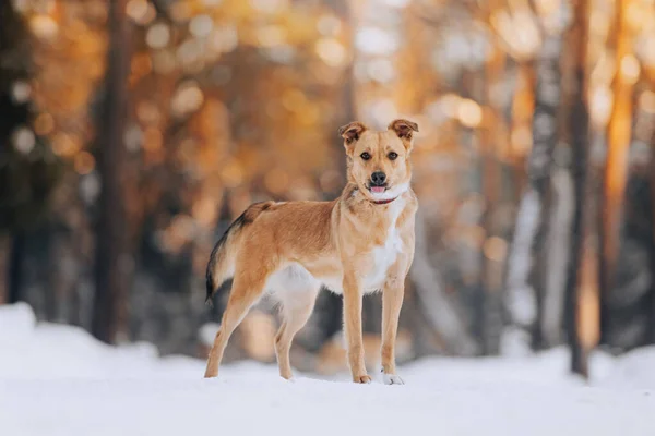 Grappige gemengde ras hond buiten staan in de winter — Stockfoto