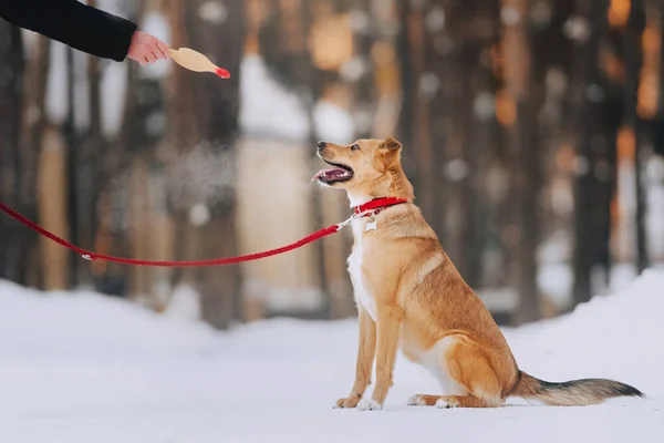 Happy mixed breed dog posing outdoors in winter — Stock Photo, Image