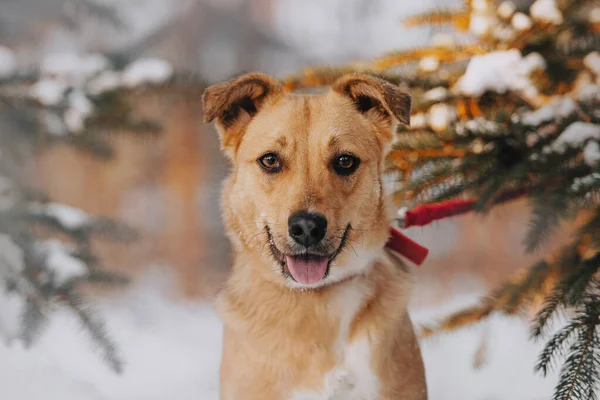 Glad blandras hund porträtt utomhus på vintern — Stockfoto