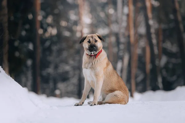 Large mixed breed dog sitting outdoors in winter — Stock Photo, Image
