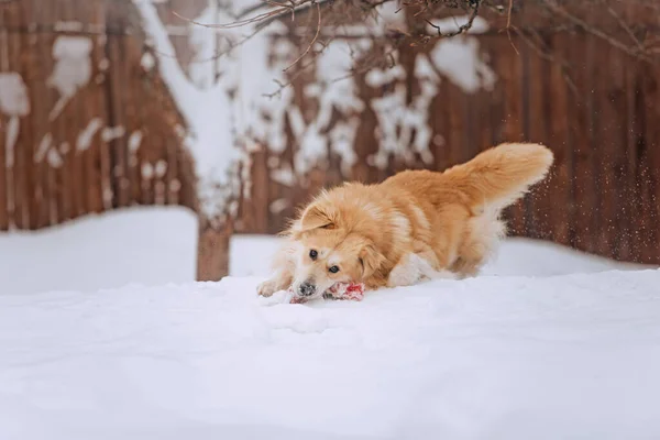 Fröhlicher Mischlingshund, der im Winter draußen spielt — Stockfoto