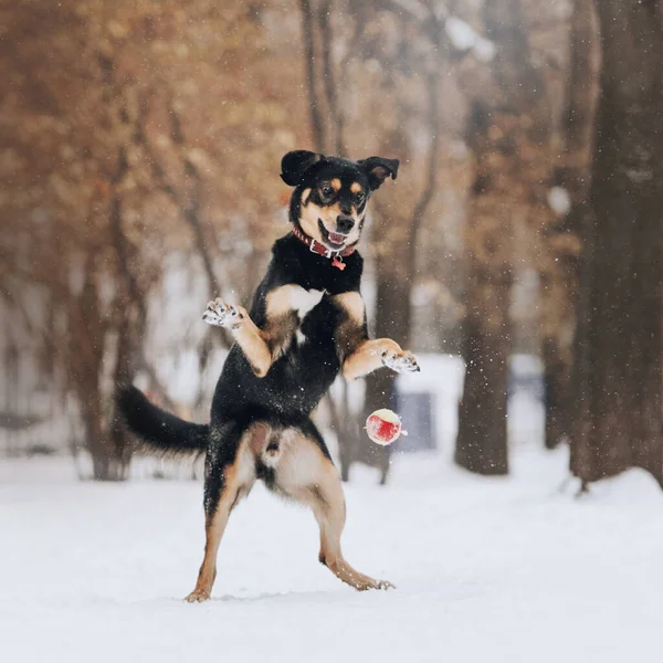 Ευτυχισμένη μικτή φυλή σκυλί παίζει με μια μπάλα στο πάρκο το χειμώνα — Φωτογραφία Αρχείου
