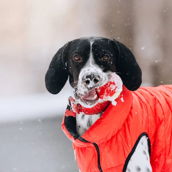 Adorabile puntatore cane mix in una giacca rossa all'aperto in inverno — Foto Stock