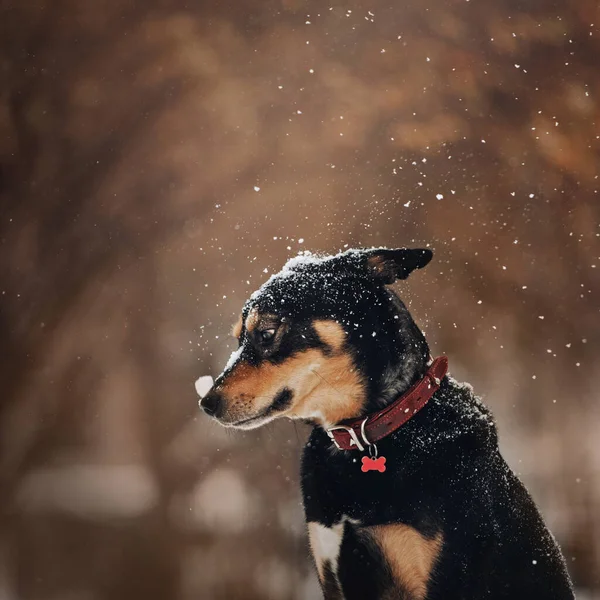 ตลกผสมพันธุ์สุนัข โพสกลางแจ้งในฤดูหนาว — ภาพถ่ายสต็อก