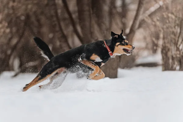 Fröhlicher Mischlingshund, der draußen im Schnee läuft — Stockfoto