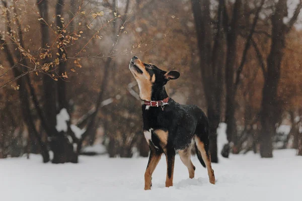 Mischlingshund geht im Winter draußen spazieren — Stockfoto