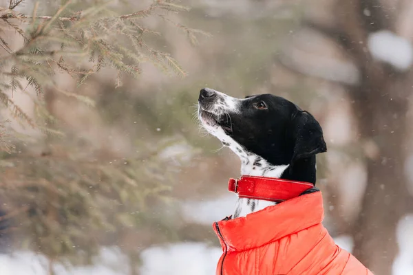 Ponteiro misturar retrato cão ao ar livre no casaco de inverno — Fotografia de Stock