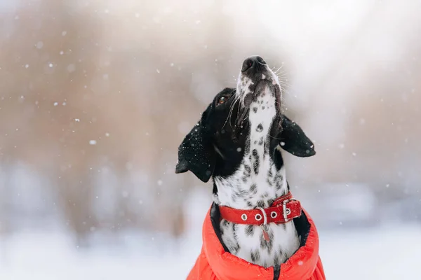 Adorable mixed breed dog posing outdoors in winter — Stock Photo, Image