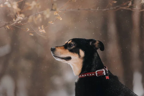 Chien de race mixte posant à l'extérieur en hiver — Photo