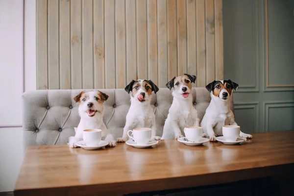 Négy Jack Russell terrier ül el a csésze előtt — Stock Fotó