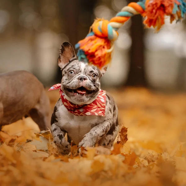 Bedårande fransk bulldogg poserar utomhus på hösten — Stockfoto