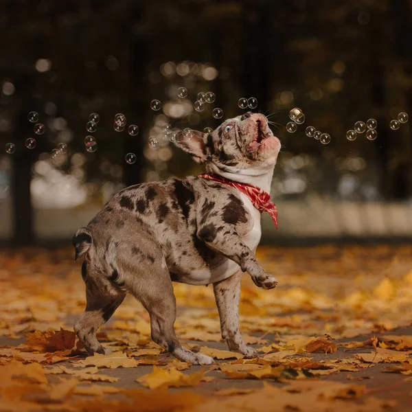 Imádnivaló merle francia bulldog szabadban ősszel — Stock Fotó