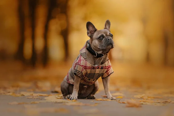 Французский бульдог позирует на открытом воздухе в одежде осенью — стоковое фото